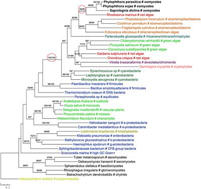 Re-analyses of “Algal” Genes Suggest a Complex Evolutionary History of Oomycetes